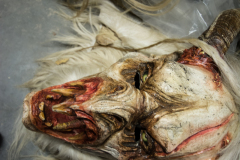 Photo by Sascha Fiala